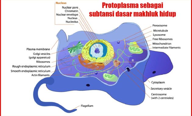 protoplasma sebagai subtansi dasar makhluk hidup