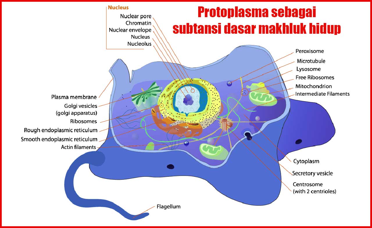 Protoplasma sebagai subtansi dasar makhluk hidup