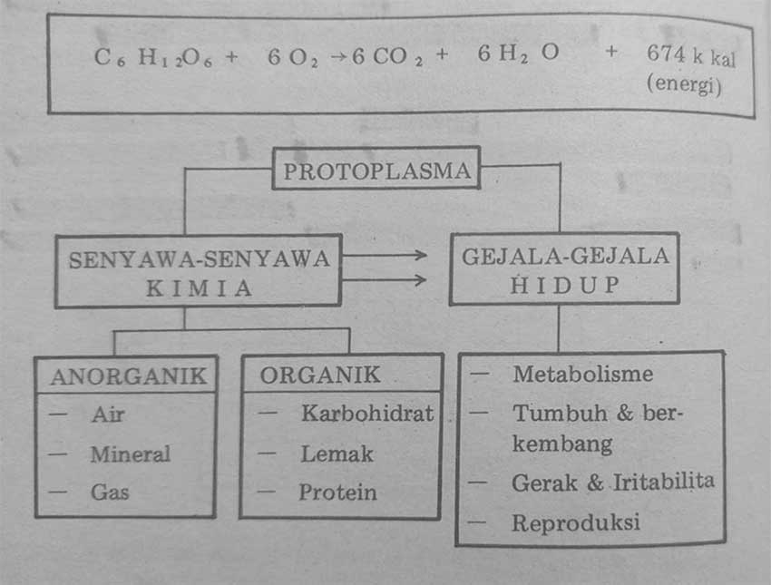 protoplasma terdiri atas senyawa senyawa kimia