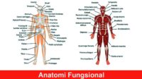 Anatomi Fungsional