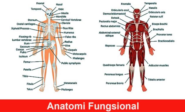 Anatomi Fungsional