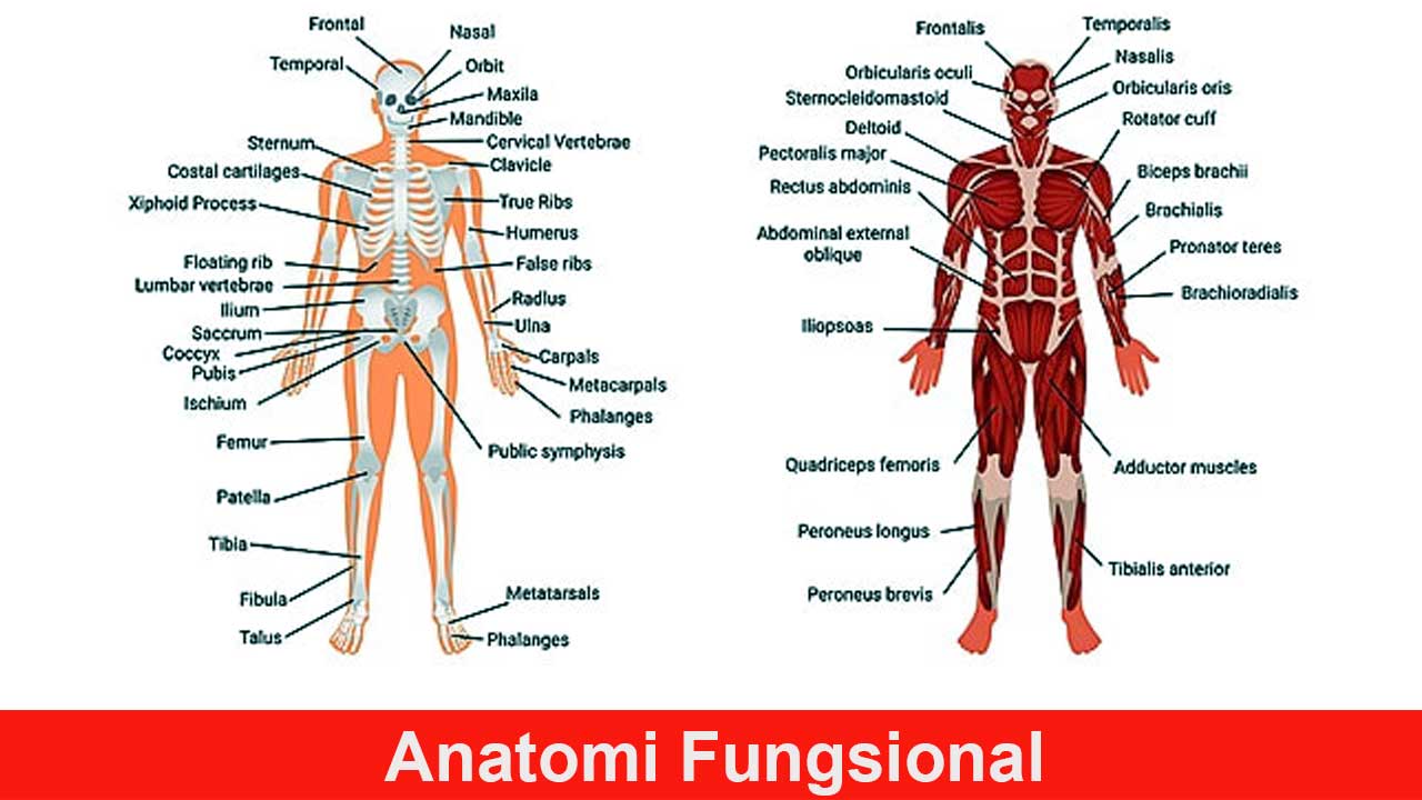 Anatomi Fungsional: Pengertian, Konsep, dan Penerapannya dalam Ilmu Kedokteran dan Olahraga