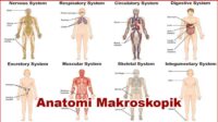 Anatomi Makroskopik