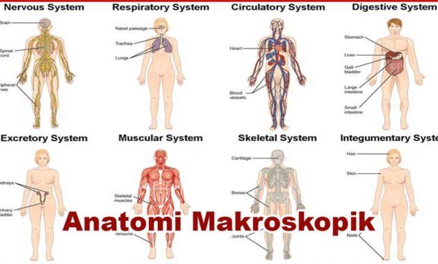 Anatomi Makroskopik