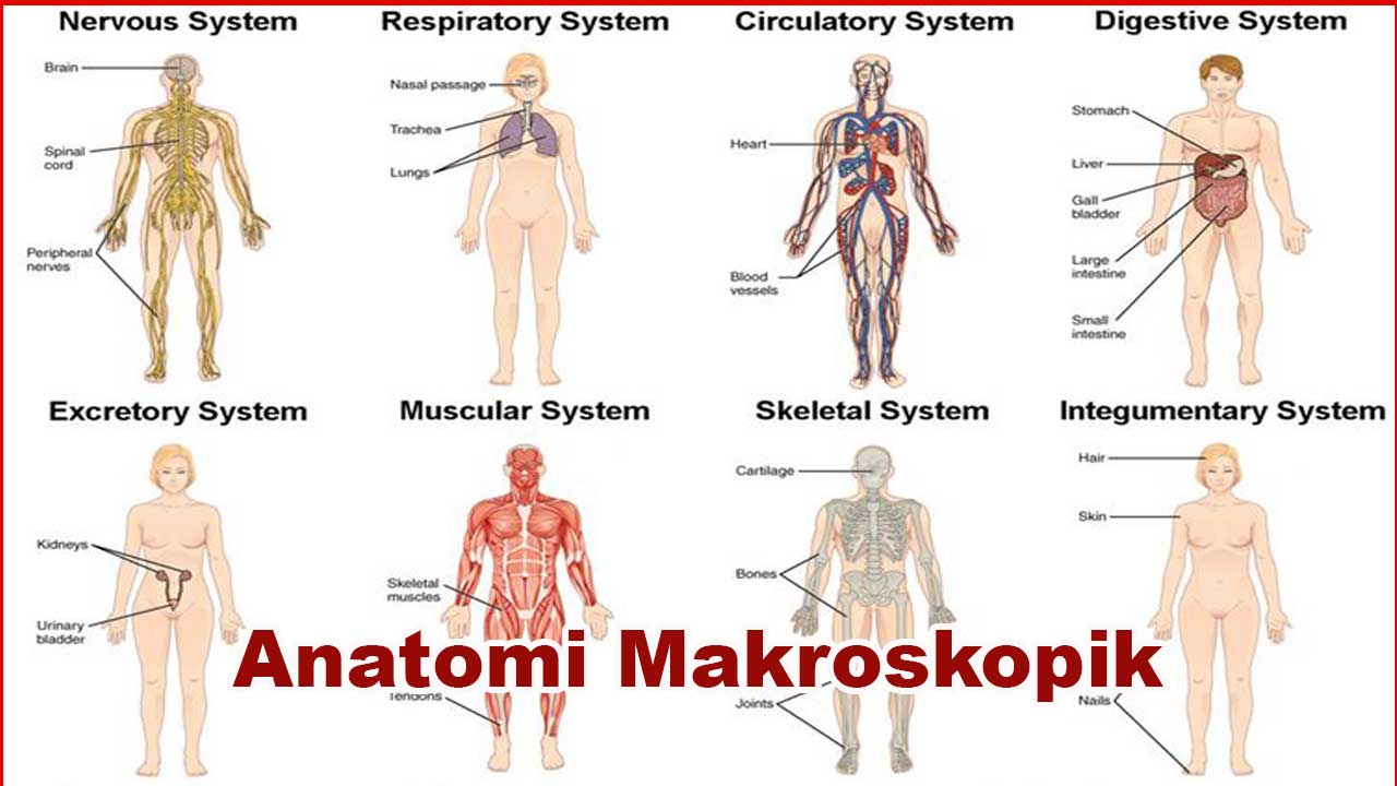Anatomi Makroskopik: Pengertian, Struktur, dan Penerapannya dalam Ilmu Kedokteran