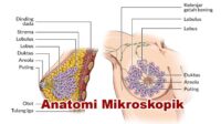 Anatomi Mikroskopik