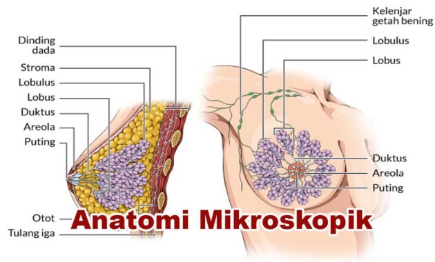 Anatomi Mikroskopik