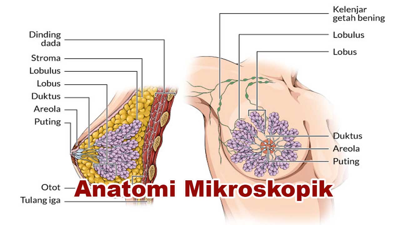 Anatomi Mikroskopik: Pengertian, Struktur, dan Fungsinya dalam Ilmu Biologi