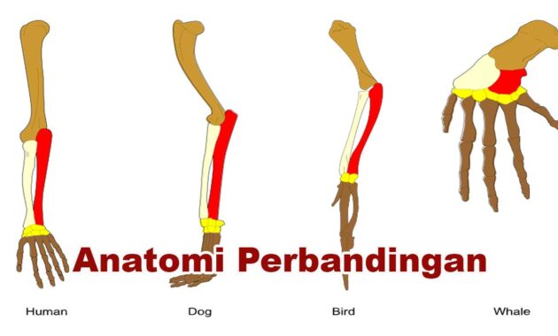 Anatomi Perbandingan