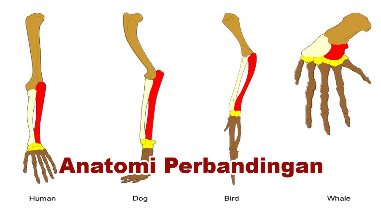 Anatomi Perbandingan: Pengertian, Tujuan, dan Peranannya dalam Ilmu Biologi