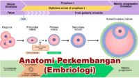 Anatomi Perkembangan (Embriologi)