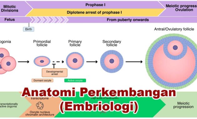 Anatomi Perkembangan (Embriologi)