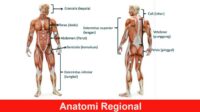 Anatomi Regional