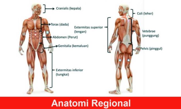 Anatomi Regional