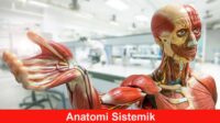 Anatomi Sistemik