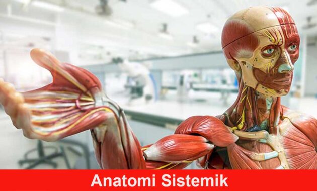 Anatomi Sistemik