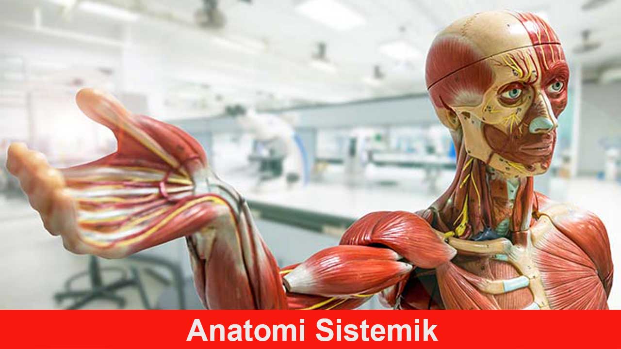 Anatomi Sistemik: Pengertian, Komponen, dan Fungsinya dalam Tubuh Manusia