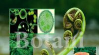 botani