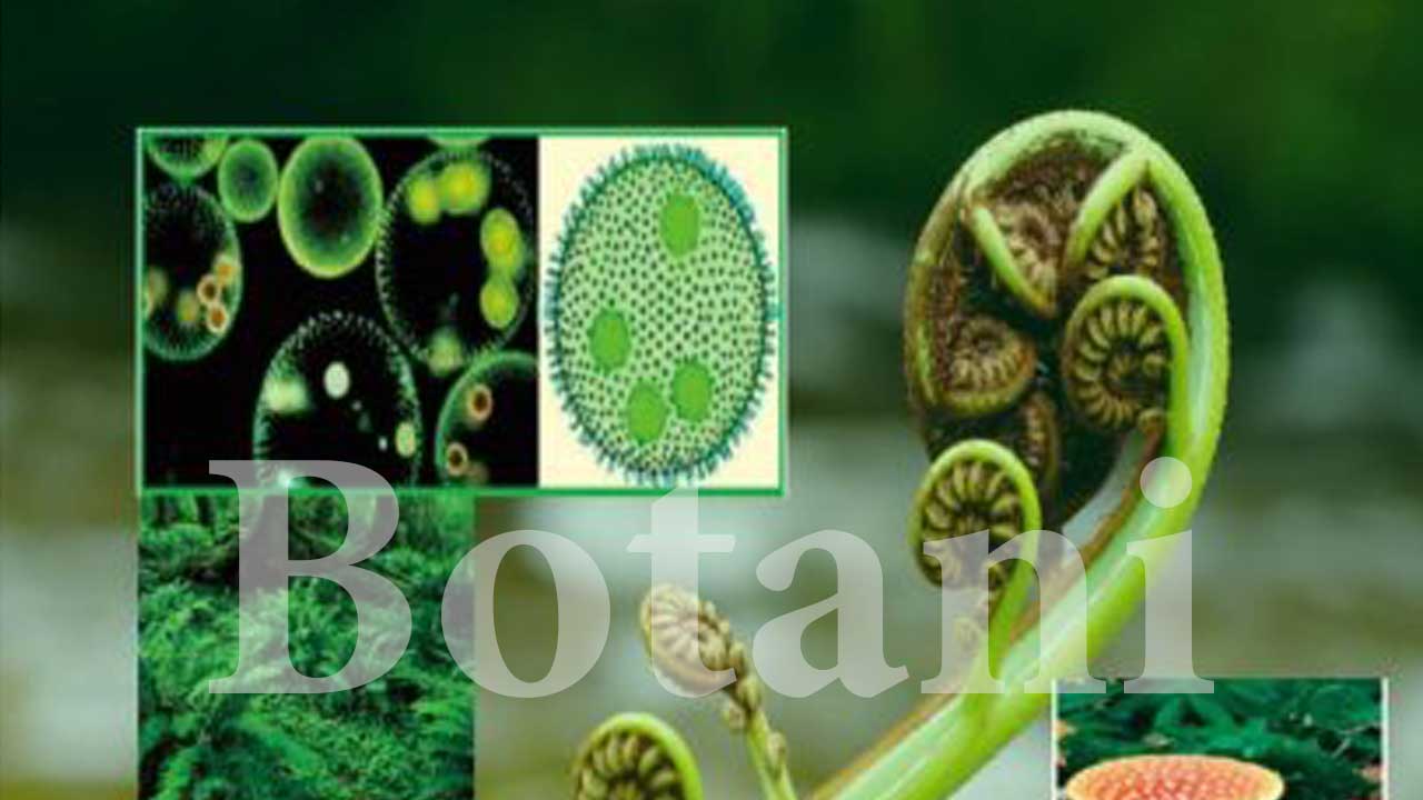 Botani: Ilmu Tentang Tumbuhan dan Peran Pentingnya dalam Kehidupan