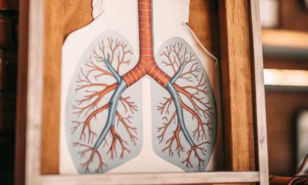 Bronkus dan Bronkiolus