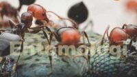 entomologi
