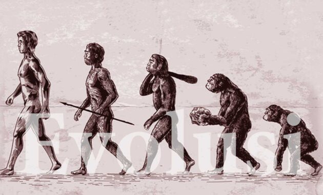 evolusi