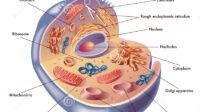fisiologi sel