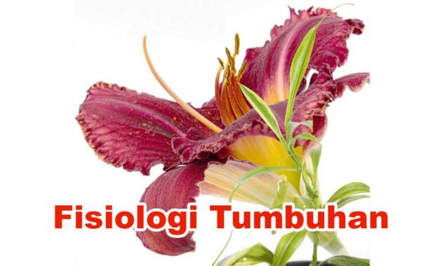 Fisiologi Tumbuhan