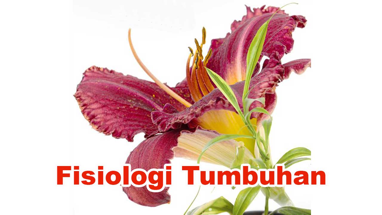 Fisiologi Tumbuhan: Pengertian, Proses, dan Peranannya dalam Kehidupan