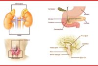 Gangguan Hormon Reproduksi