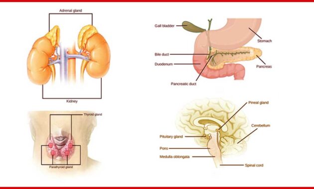 Gangguan Hormon Reproduksi
