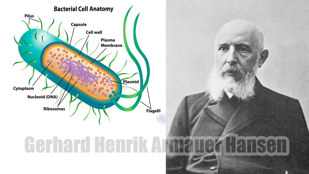 gerhard henrik armauer hansen penemu bakteri
