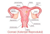 Gonad (Kelenjar Reproduksi)