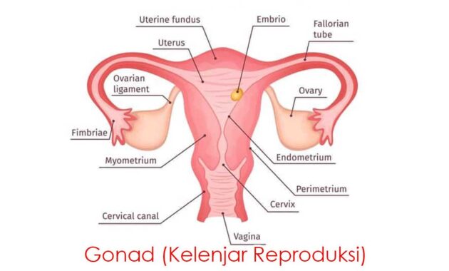 Gonad (Kelenjar Reproduksi)