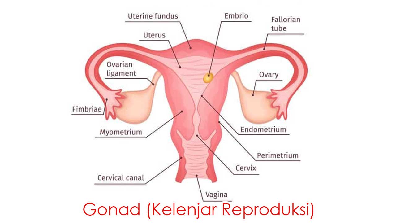 Gonad (Kelenjar Reproduksi) dalam Sistem Endokrin: Fungsi, Hormon, dan Peran dalam Kesehatan