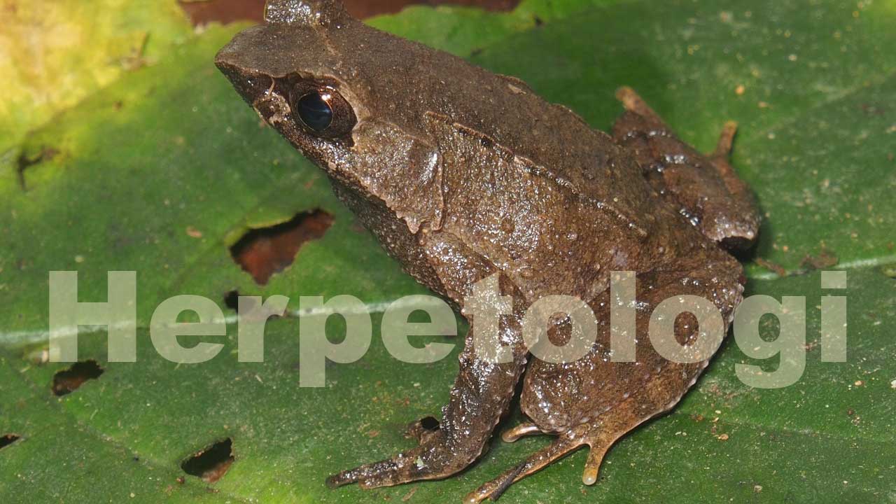 Herpetologi: Ilmu yang Mempelajari Reptil dan Amfibi