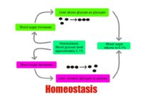 Homeostasis