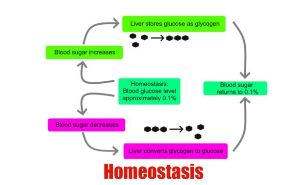 Homeostasis