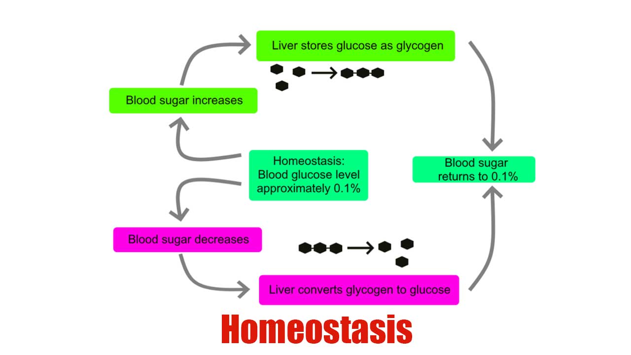 Homeostasis