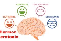 Hormon Serotonin