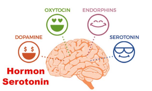 Hormon Serotonin