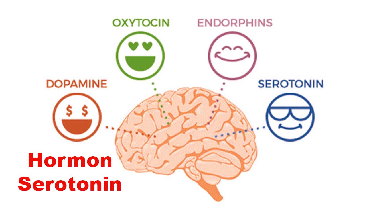 Hormon Serotonin: Fungsi, Manfaat, dan Cara Meningkatkannya Secara Alami