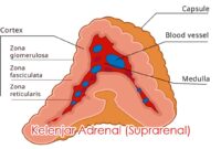 Kelenjar Adrenal (Suprarenal)