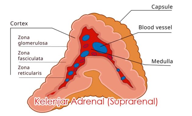 Kelenjar Adrenal (Suprarenal)