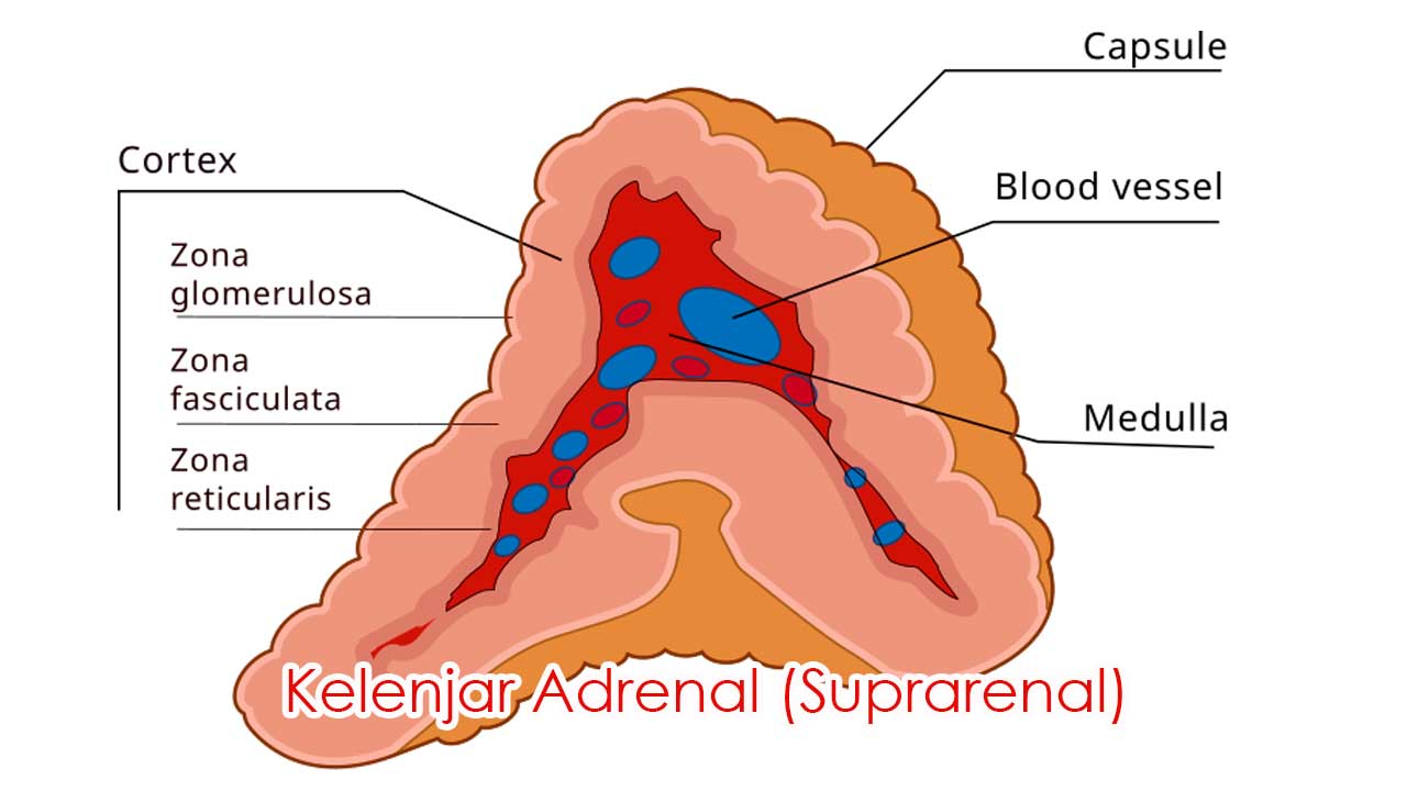 Kelenjar Adrenal (Suprarenal)