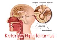 Kelenjar Hipotalamus