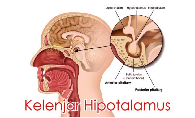 Kelenjar Hipotalamus