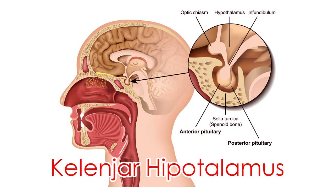 Kelenjar Hipotalamus