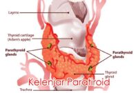 Kelenjar Paratiroid