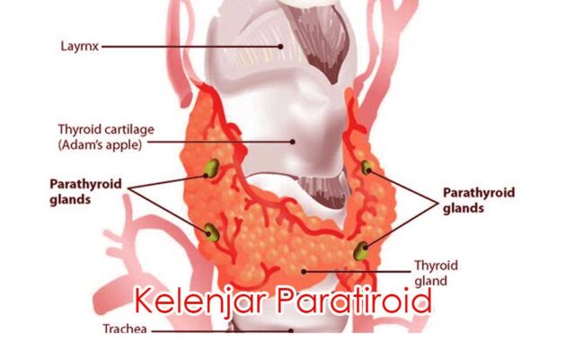 Kelenjar Paratiroid